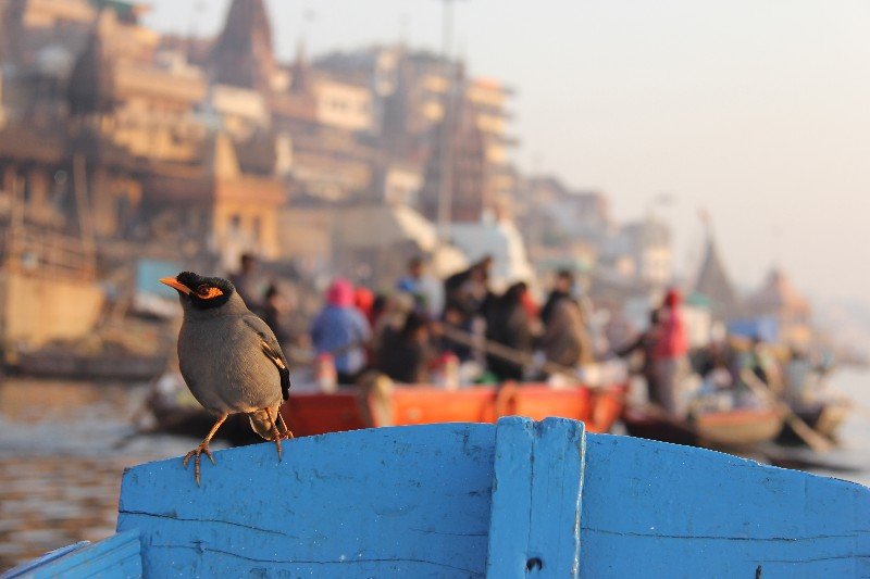 A little bird singing on the Ganges