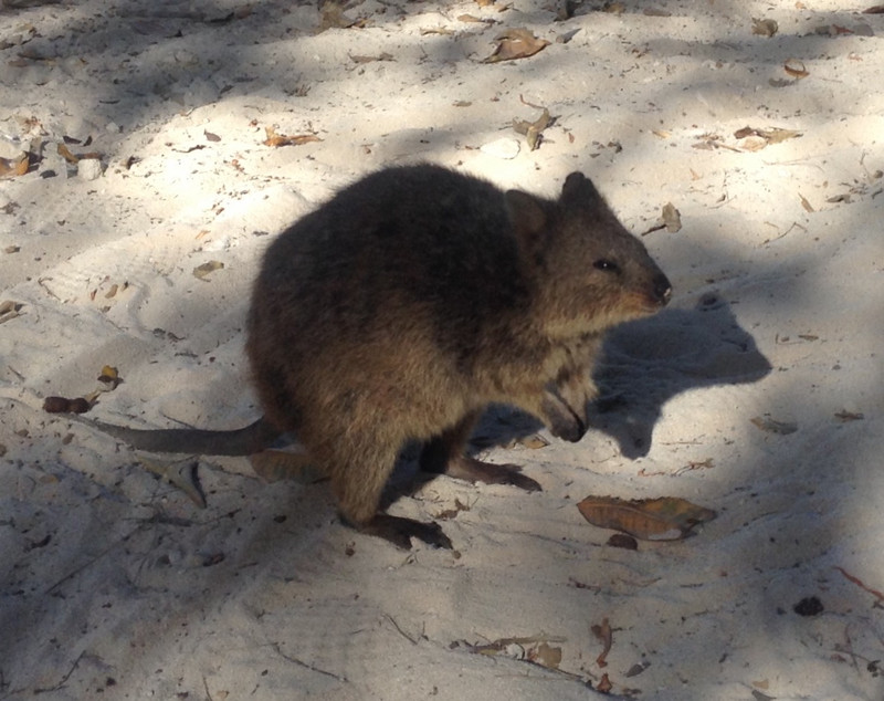 Quokka in typical pose