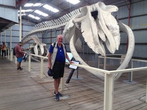 The skelton of a "Pygmy" Blue Whale