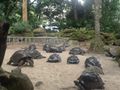 Giant tortoises at the botanic garden
