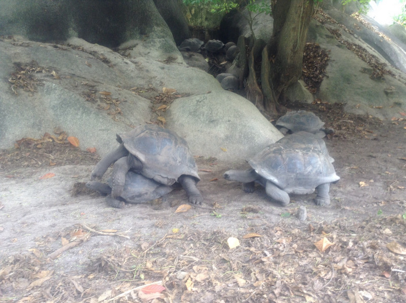 Bonking tortoises..."my turn next"!