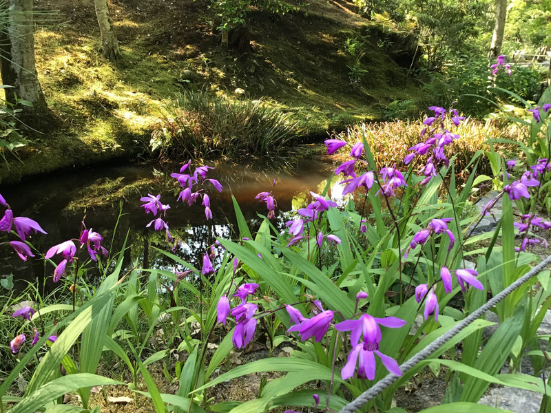 Orchids in the wild - Tenryu Ji Garden