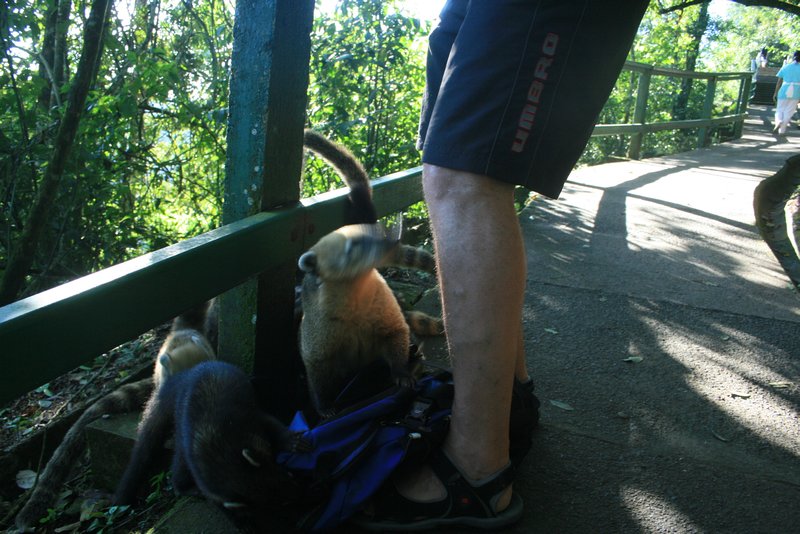 Coatis look for their next meal
