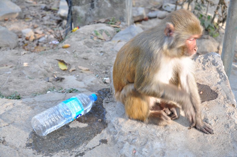 Monkey stole my water