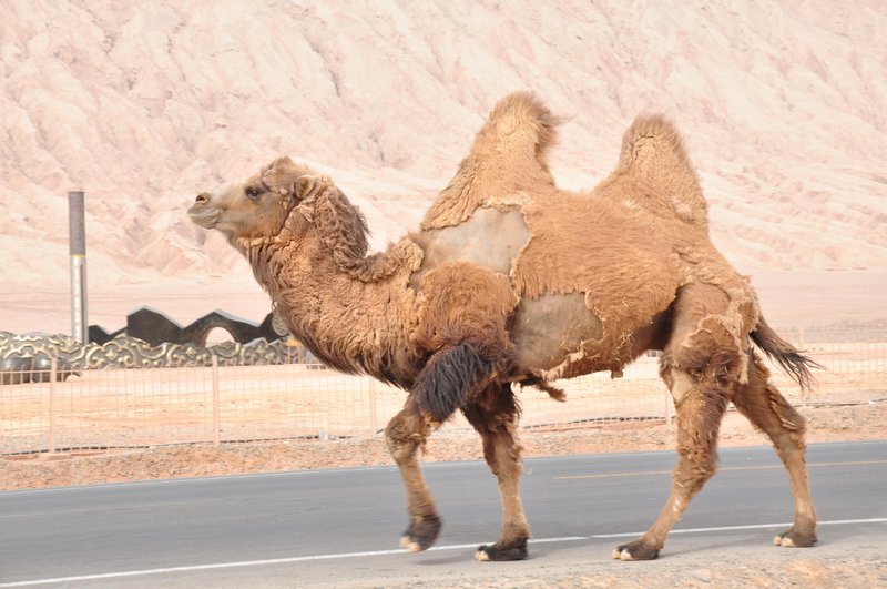 Peeling camel