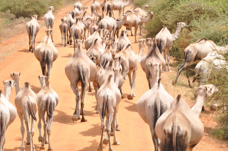 Camels, a lot of camels on the road