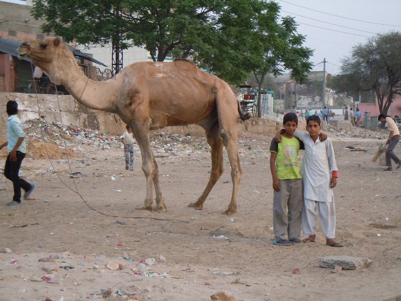Camel and Cricket