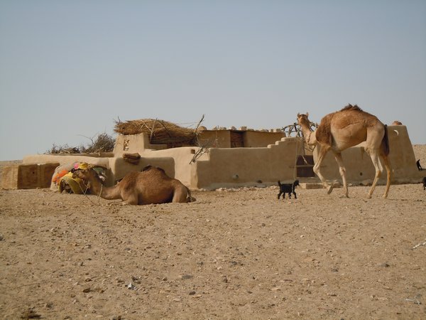 Adobe Camels