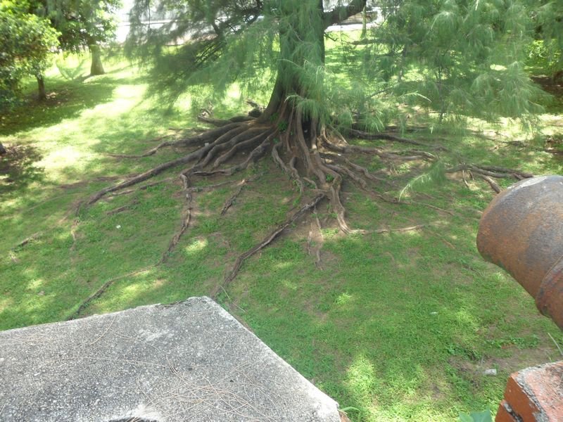 Mental tree at Fort Cornwallis