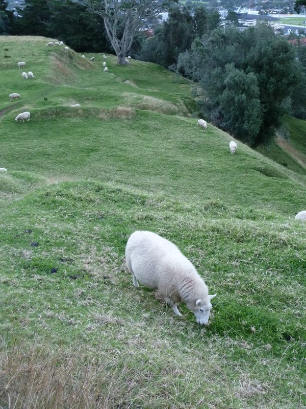 Schafe (wie unschwer zu erkennen)