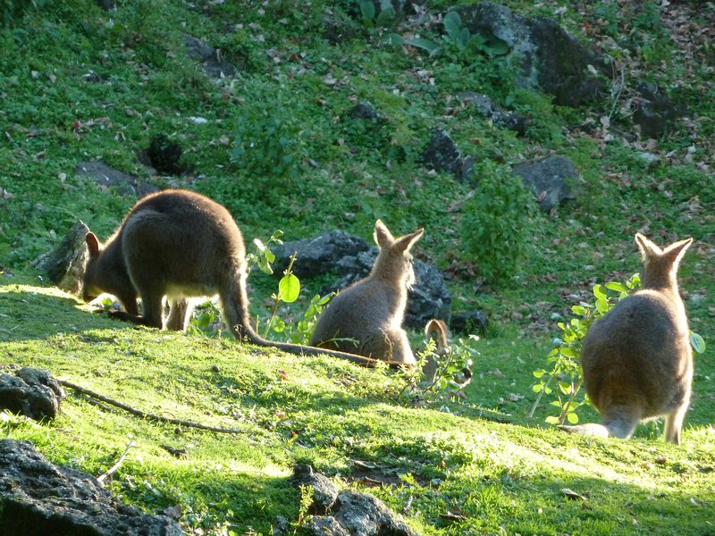 Australische Nationaltiere in Neuseeland