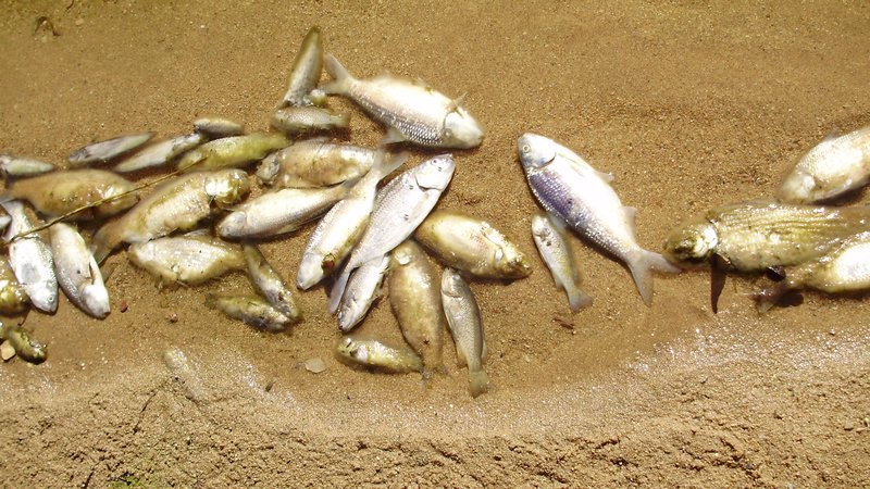 Dead fish at Ellery Water hole