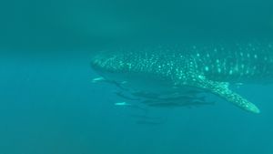 Mums whale shark friend