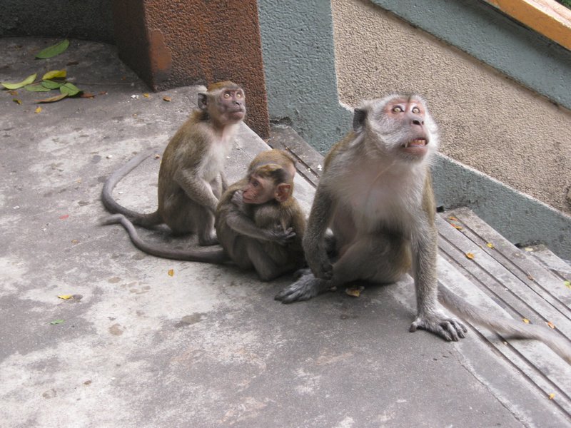 Naughty macaque monkeys