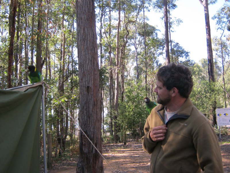 Dad makes friends with the ring necked parrots at Wellington National Park