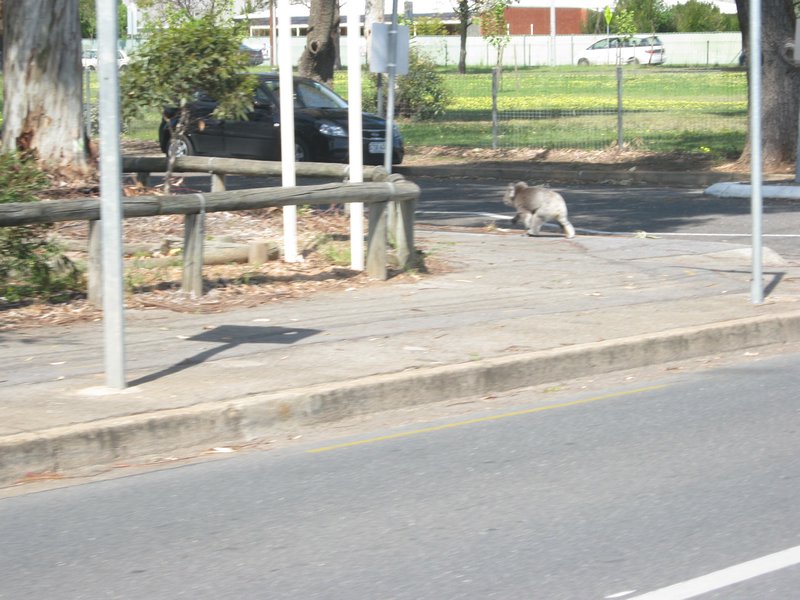 A koal crossing the street in Adelaide