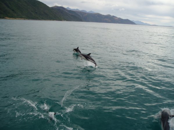 Dolphins!!!