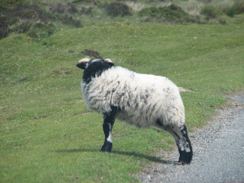 Sheep on Dartmoor Forest
