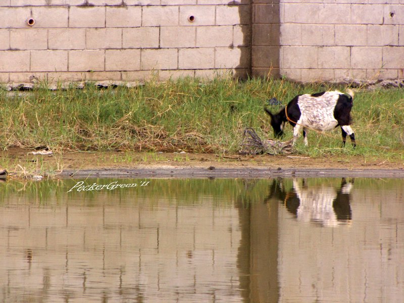 goat's reflection