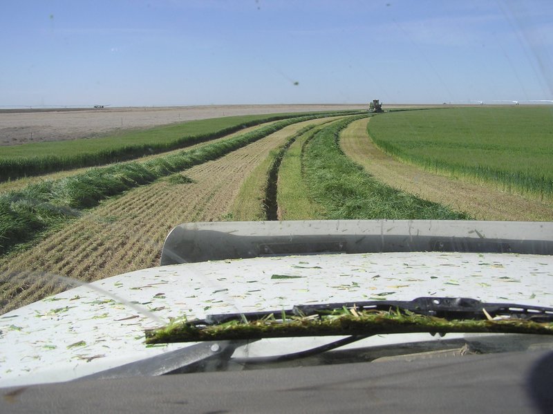 An irrigation wheel track.