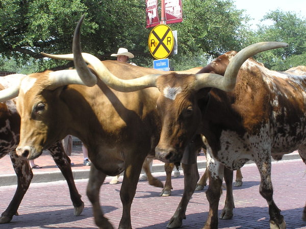 Running (Actually strolling) of the Bulls