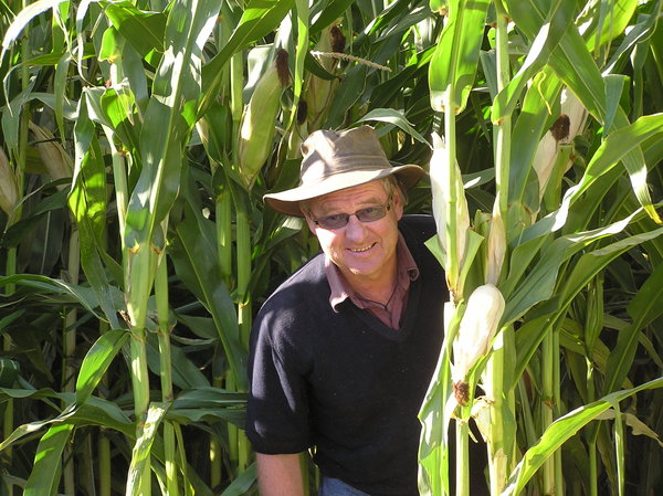 Kiwi Corn Stalker