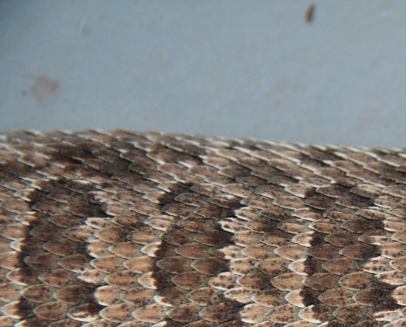 Rattle Snake skin
