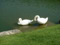 The swans