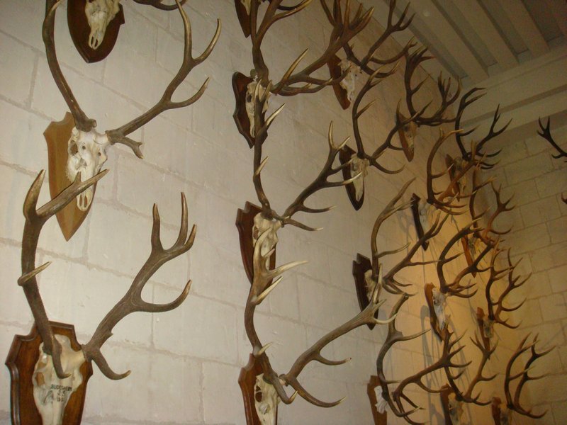 Deer heads