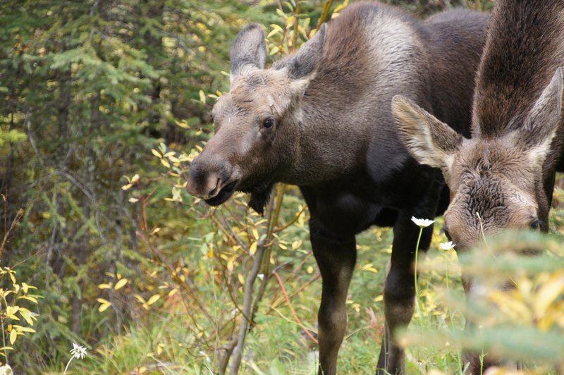 first wild life a Moose