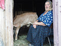 Romanian Oma and her cow