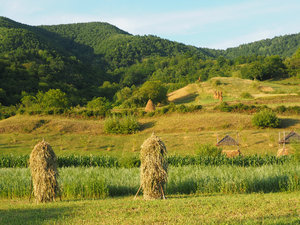 drying the hay