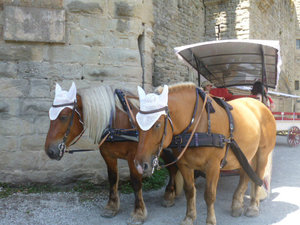 Hats for the horses to protectt the ears