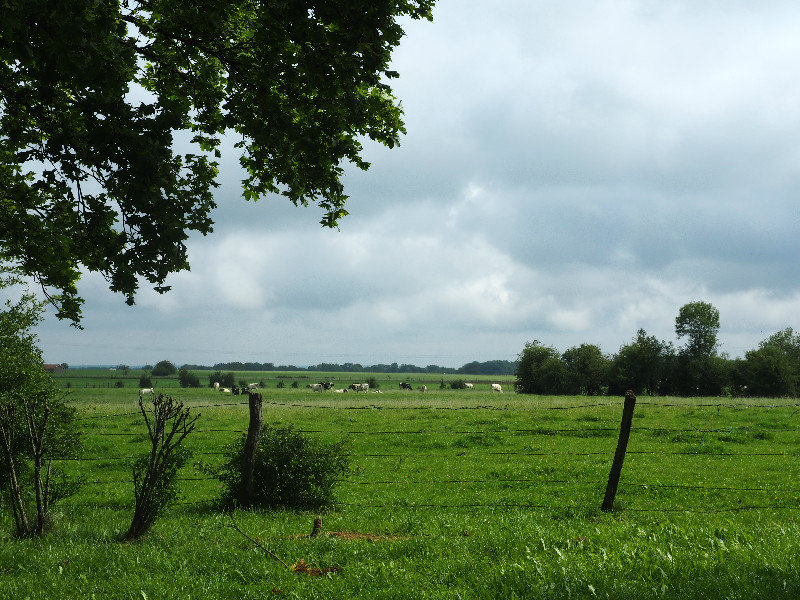 fields with cows