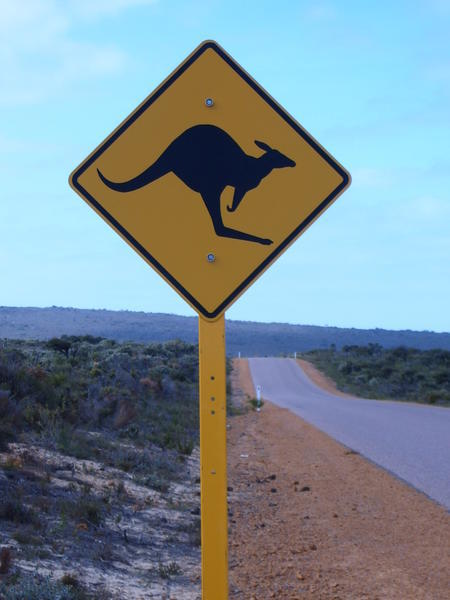 Watch out for Kangaroos!