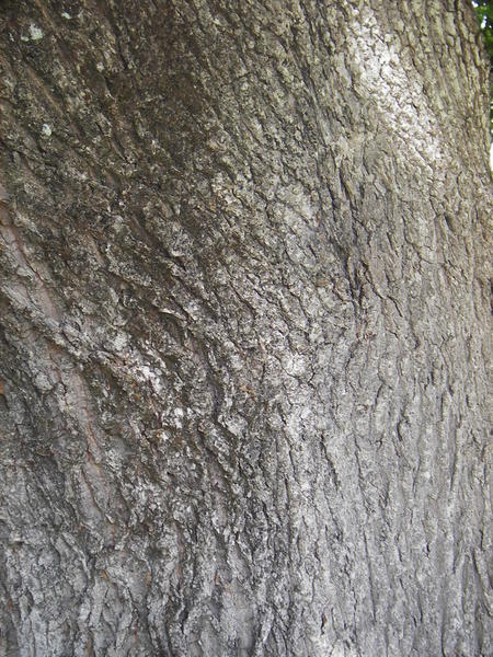 Tree Bark (Oak)