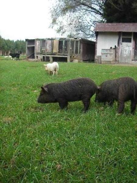 The pigs!