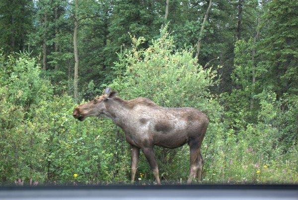Moose drive by