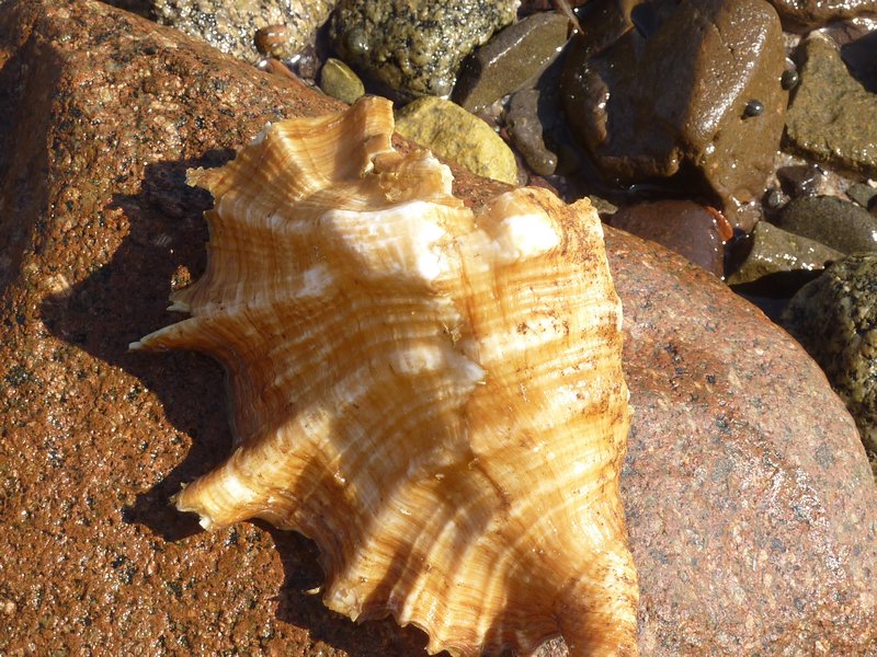 Shells found on the beach