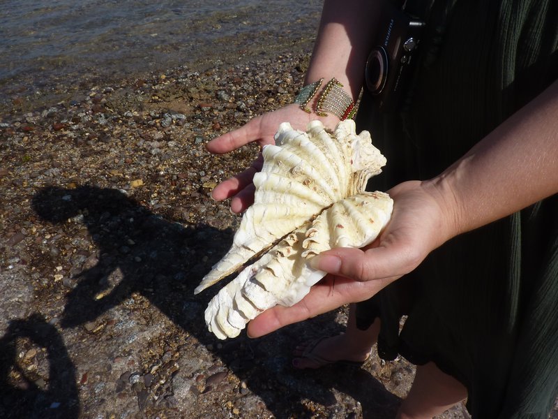 Huge shells on beach
