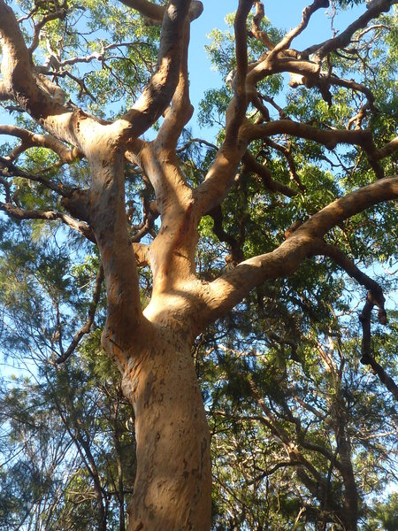 unusual trees, Mt Ettalong look out