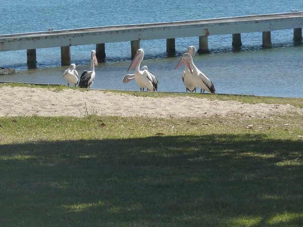 More Pelicans at Rafferty's