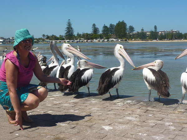 Pelican feed at The Entrance