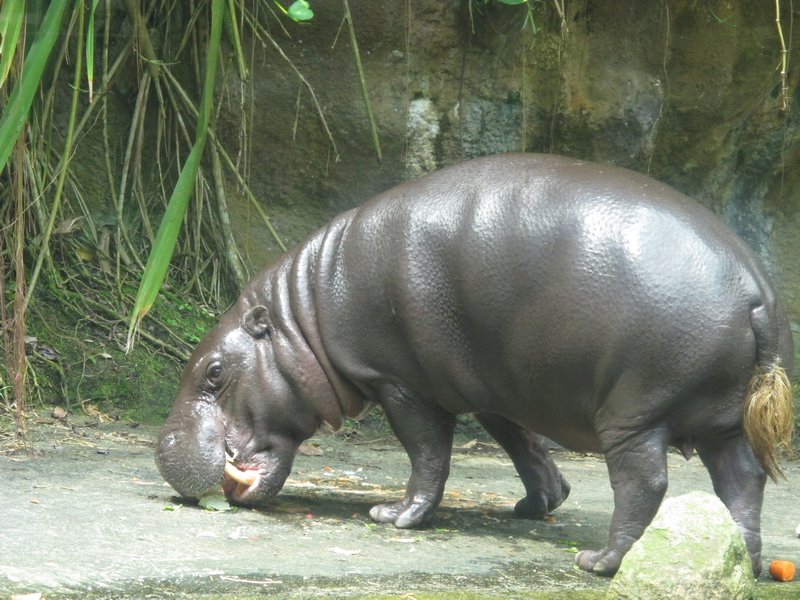 Pygmy hippo