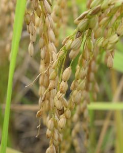 Rice, ready for harvest