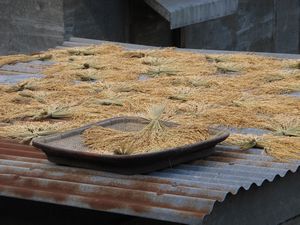 Rice being dried