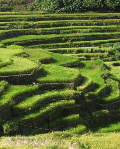 Batad rice terraces 