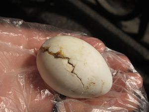 Balut - duck egg