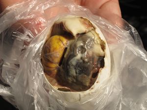 Balut - duck embrio