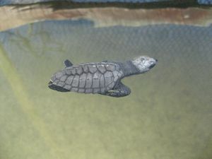 Habaraduwa Turtle Hatchery